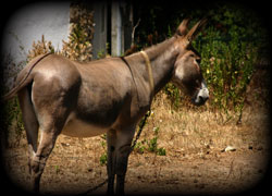 a donkey's colt